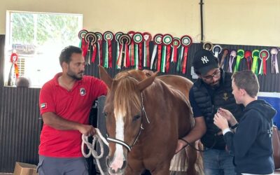Rencontre avec les chevaux de la Police d’Abu Dhabi